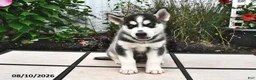 Siberian Husky dogs for sale: Kodiak - Ad 4