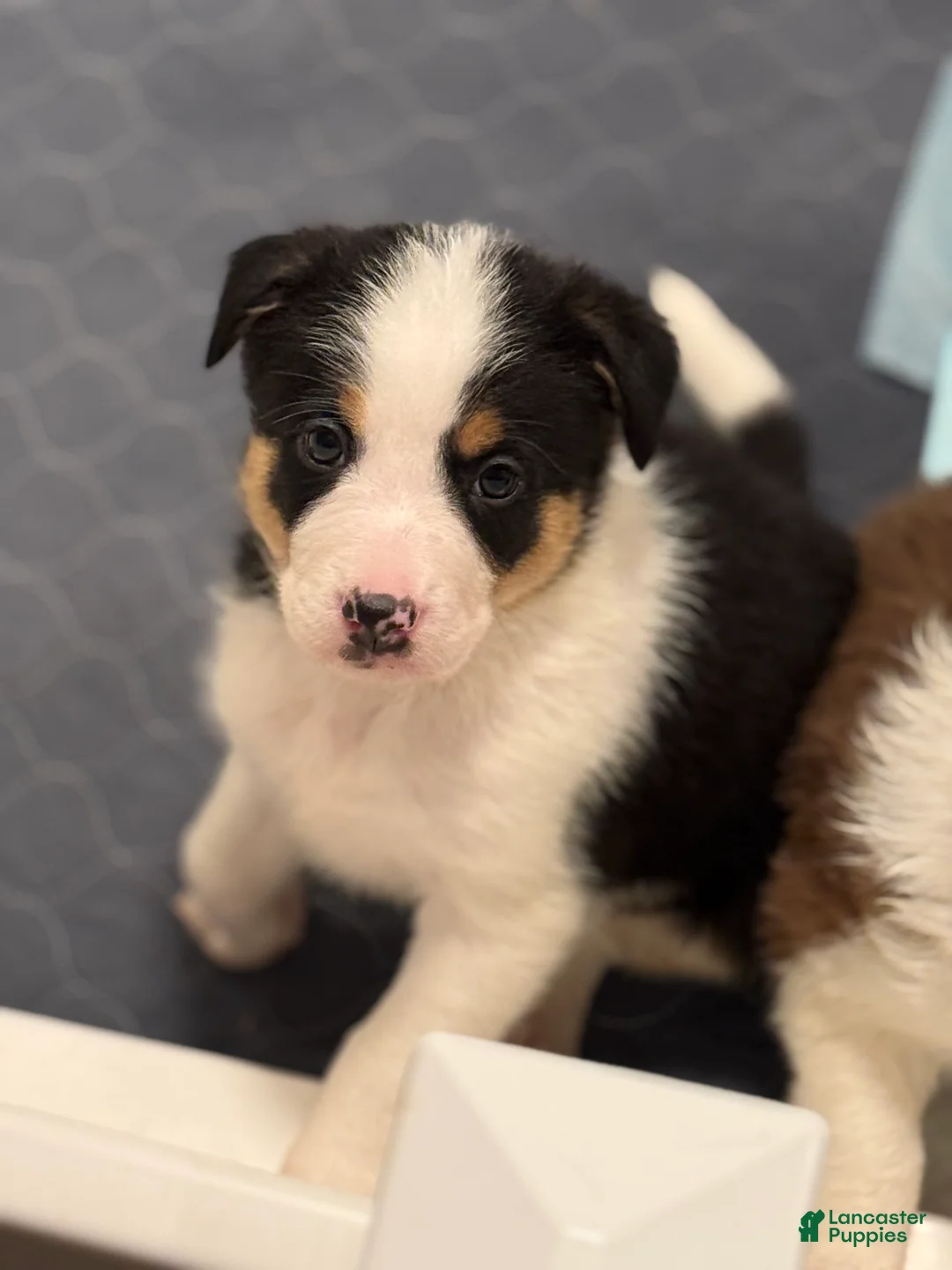 Border Collie dogs for sale: Remy   - Ad 5