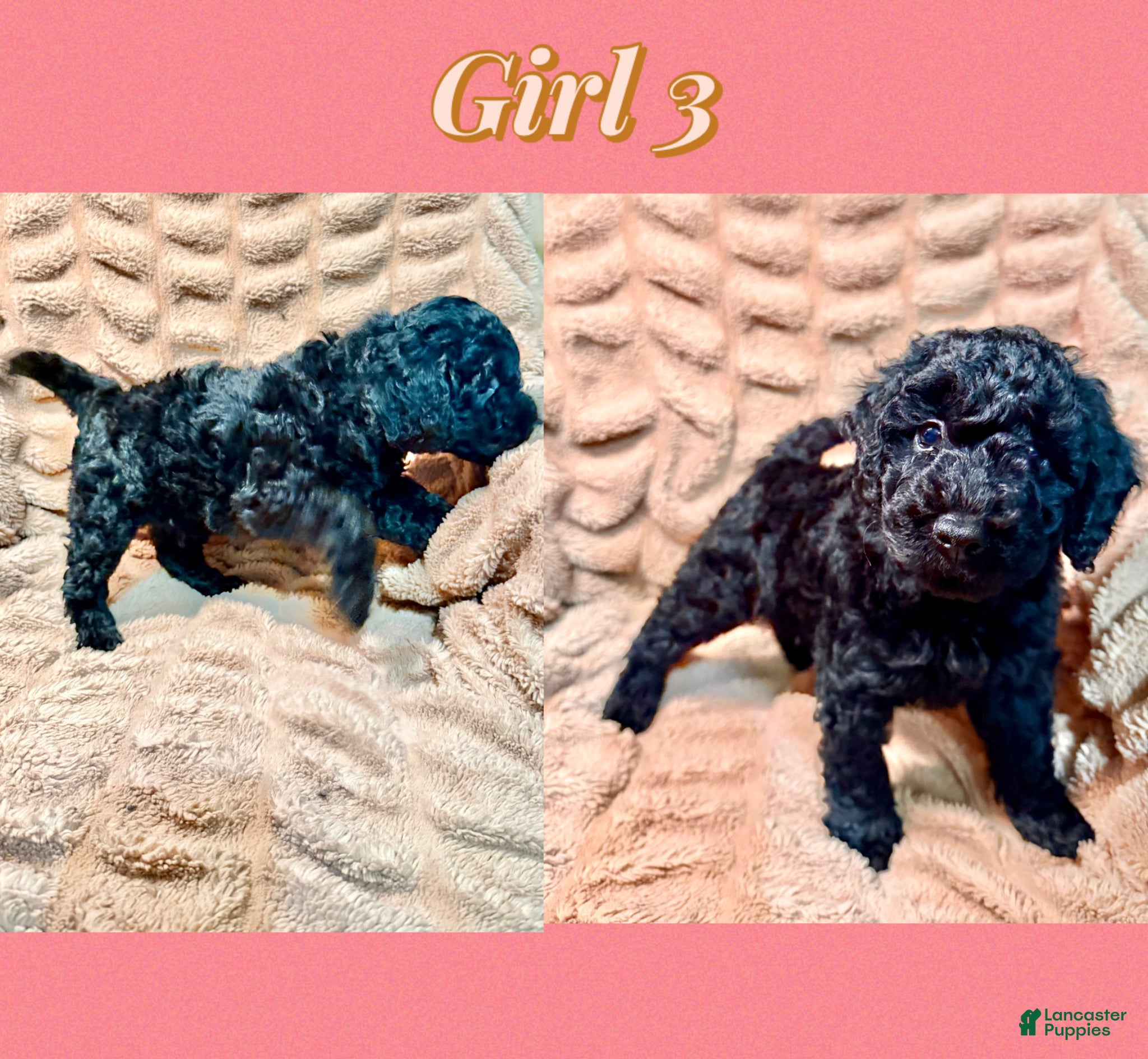 Mini Goldendoodle Puppy 5