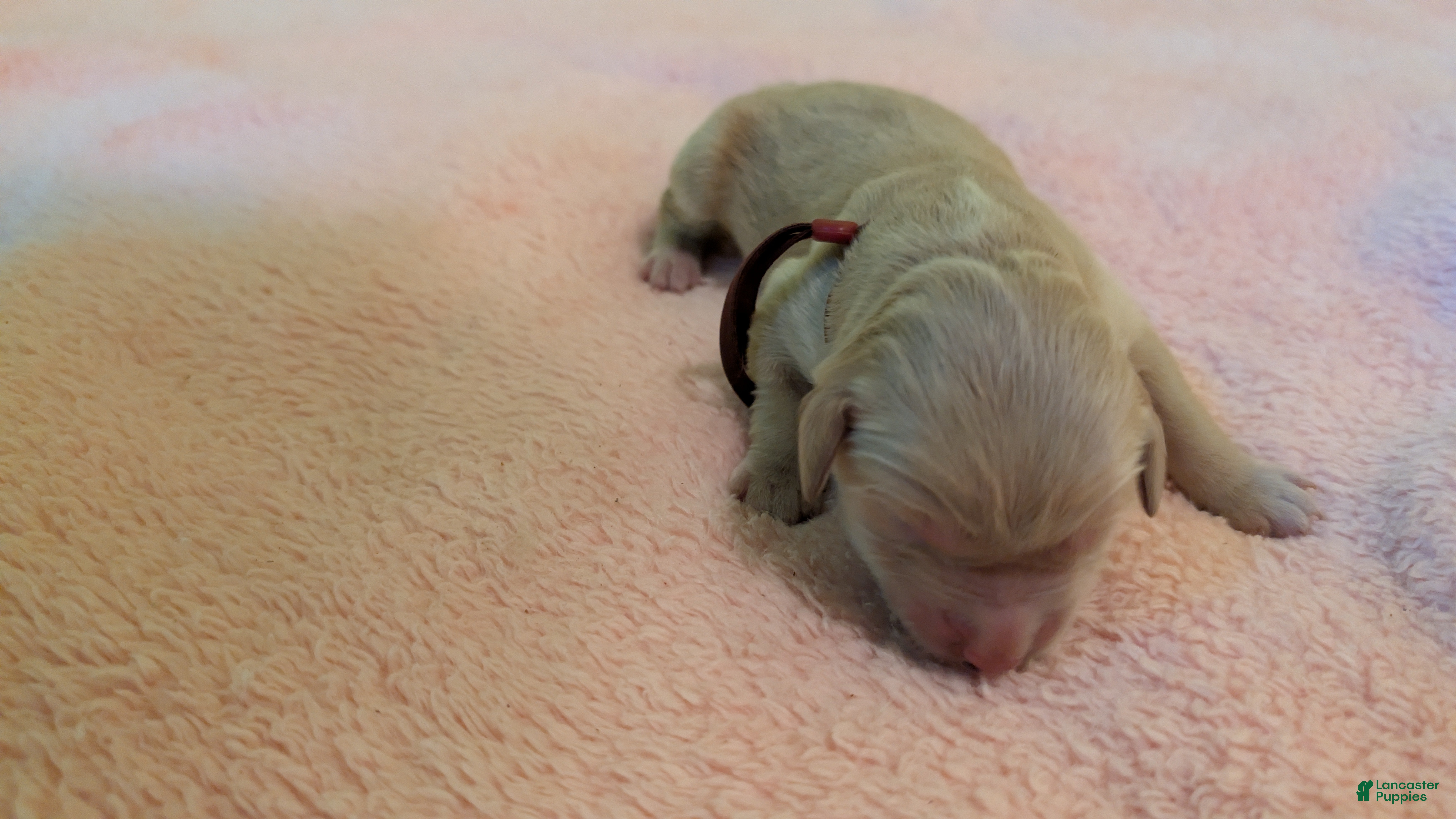 Golden Retriever dogs Golden Retriever (Red Collar) - Ad 2