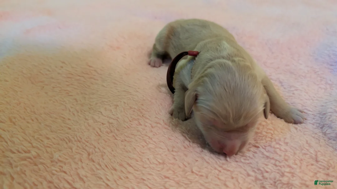 Golden Retriever dogs for sale: Golden Retriever (Red Collar) - Ad 1