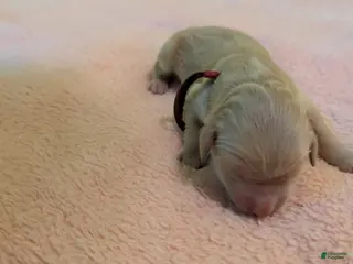 Golden Retriever dogs Golden Retriever (Red Collar) - Ad 2