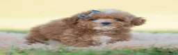 Toy Poodle dogs for sale: Munchkin - Ad 5