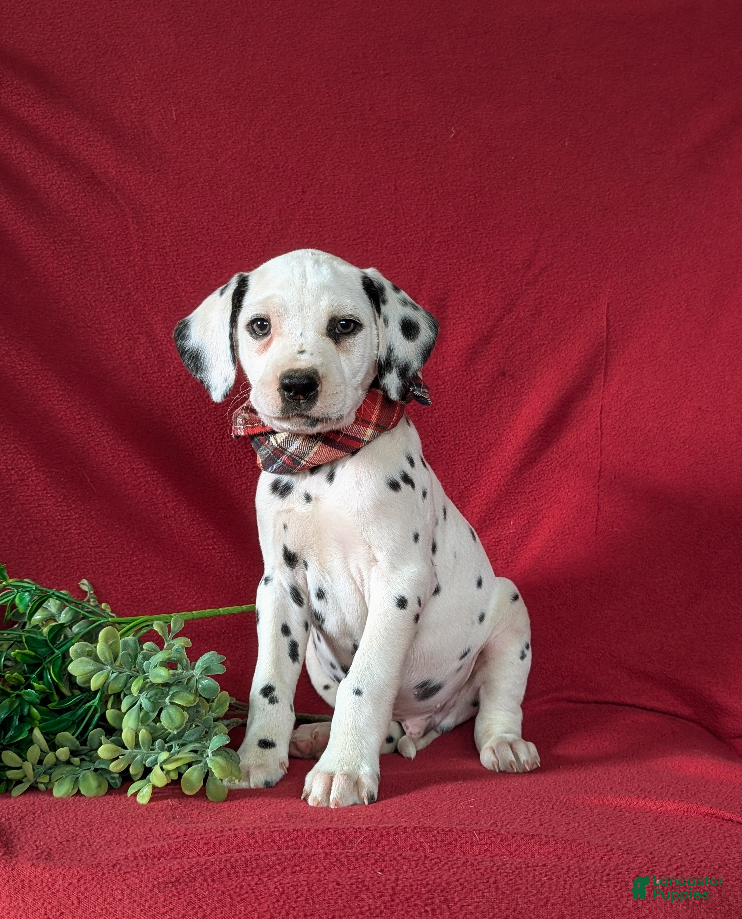 Dalmatian dogs Jules - Ad 1