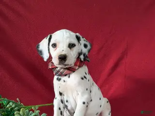 Dalmatian dogs for sale: Jules - Ad 3