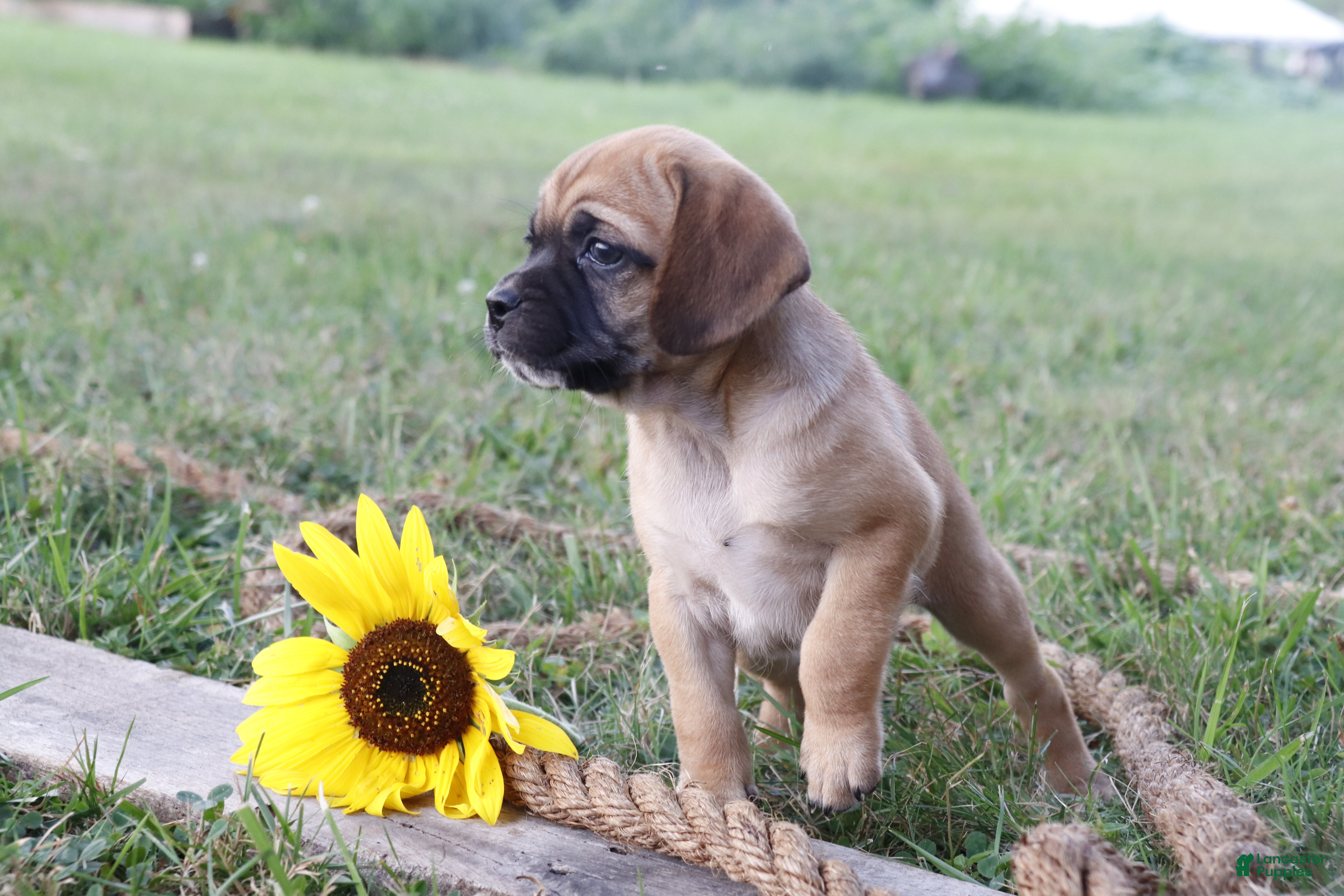 Puggle dogs Annabel - Ad 38
