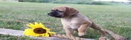 Puggle dogs for sale: Annabel - Ad 1