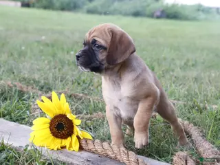 Puggle dogs Annabel - Ad 24