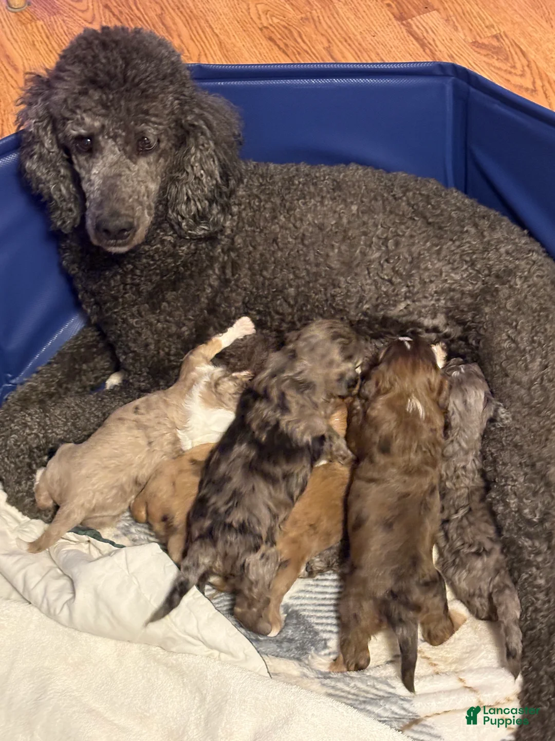 Mini Aussiedoodle dogs for sale: Mini Aussiedoodle Puppy 3 - Ad 11