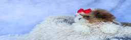 Shih Tzu dogs for sale: SAMMY - Ad 11