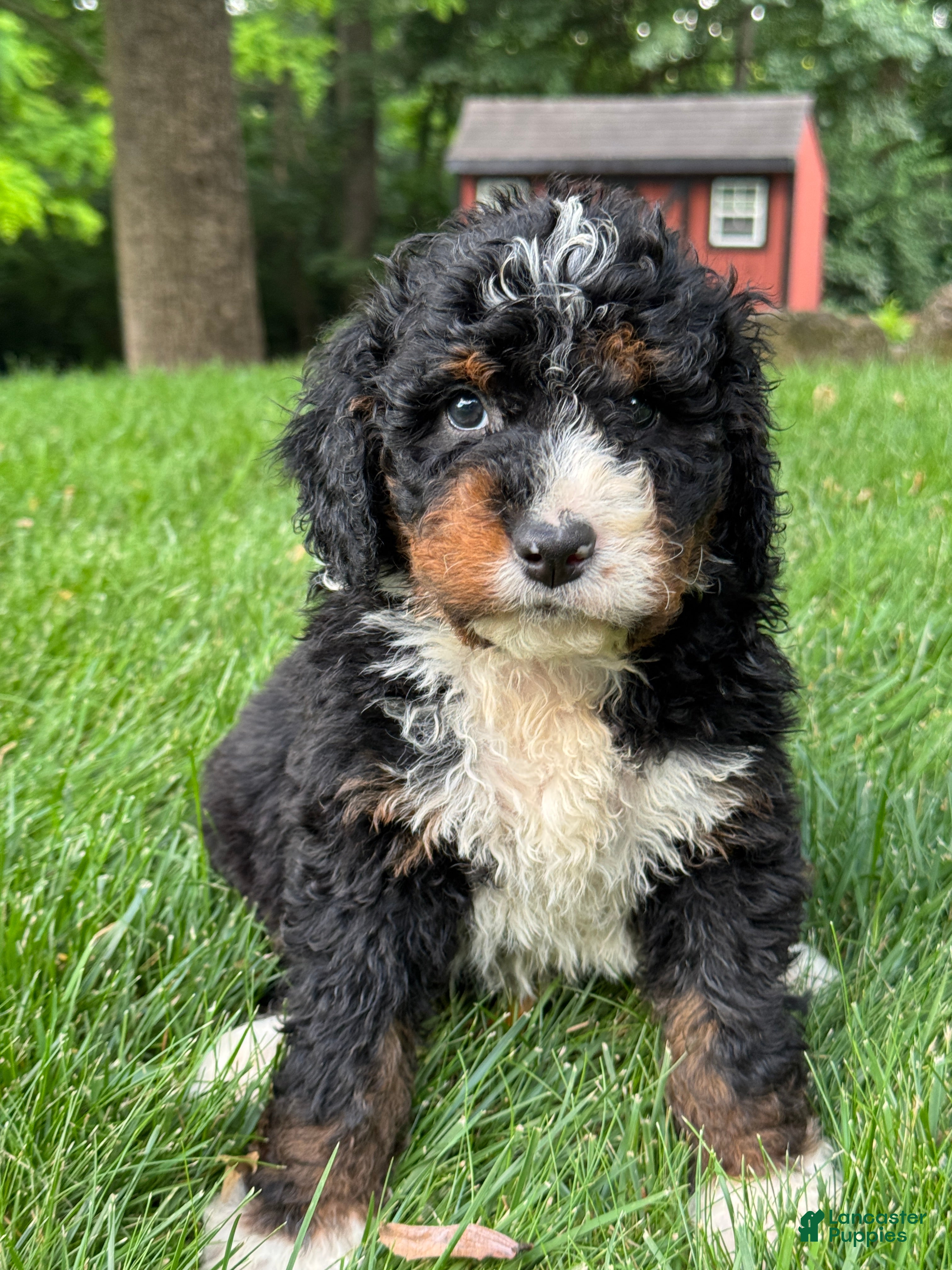 Mini Bernedoodle dogs for sale: Milo - Ad 4