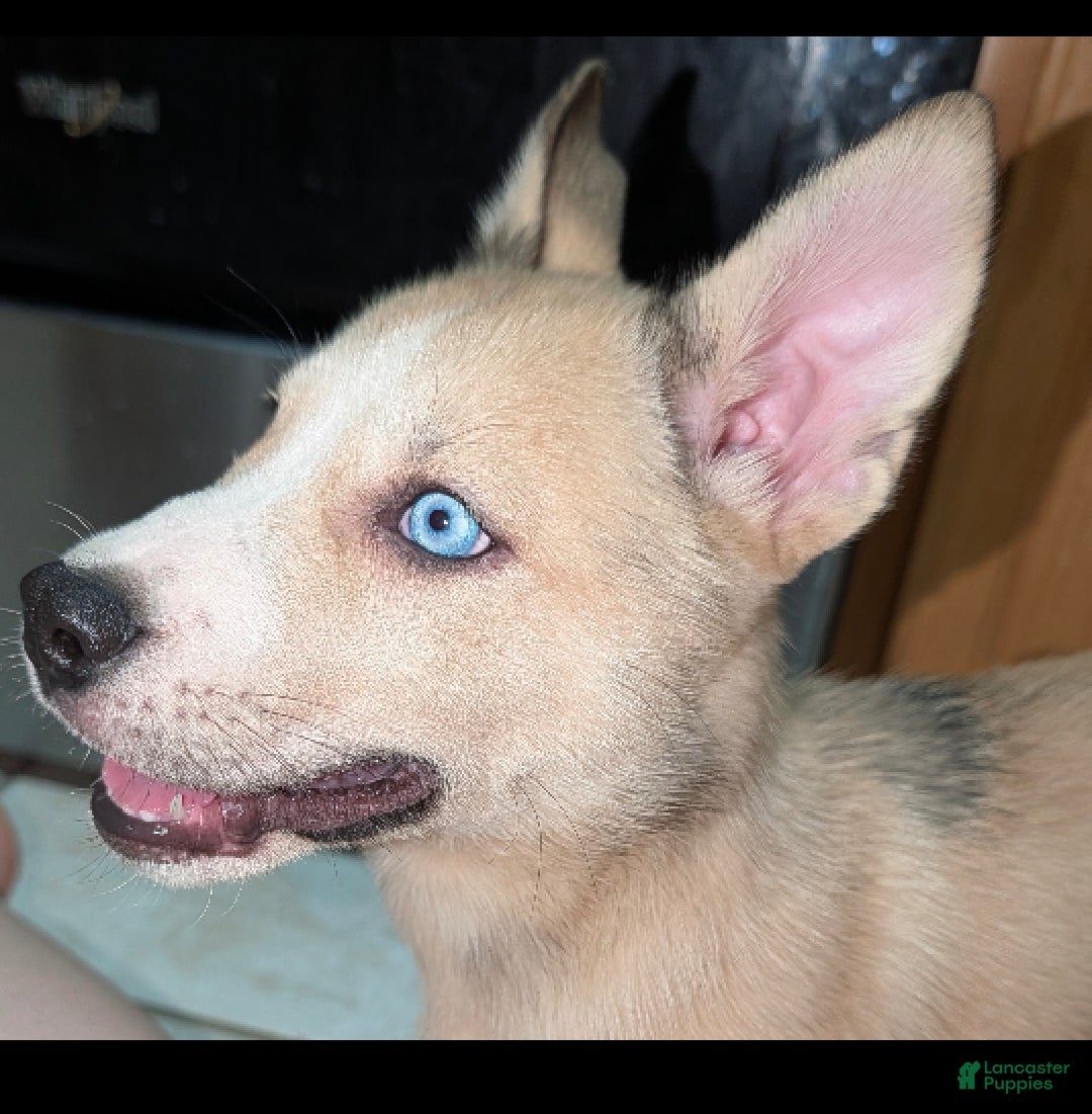 Pitsky dogs Celia - Ad 1