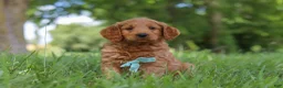 Mini Goldendoodle dogs for sale: Boaz - Ad 3