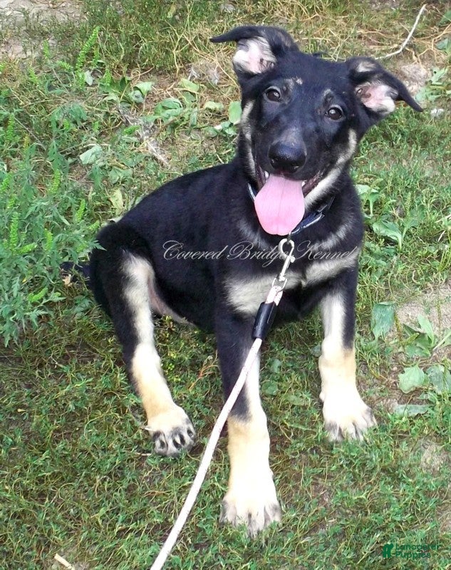 German Shepherd dogs Darla - Ad 27