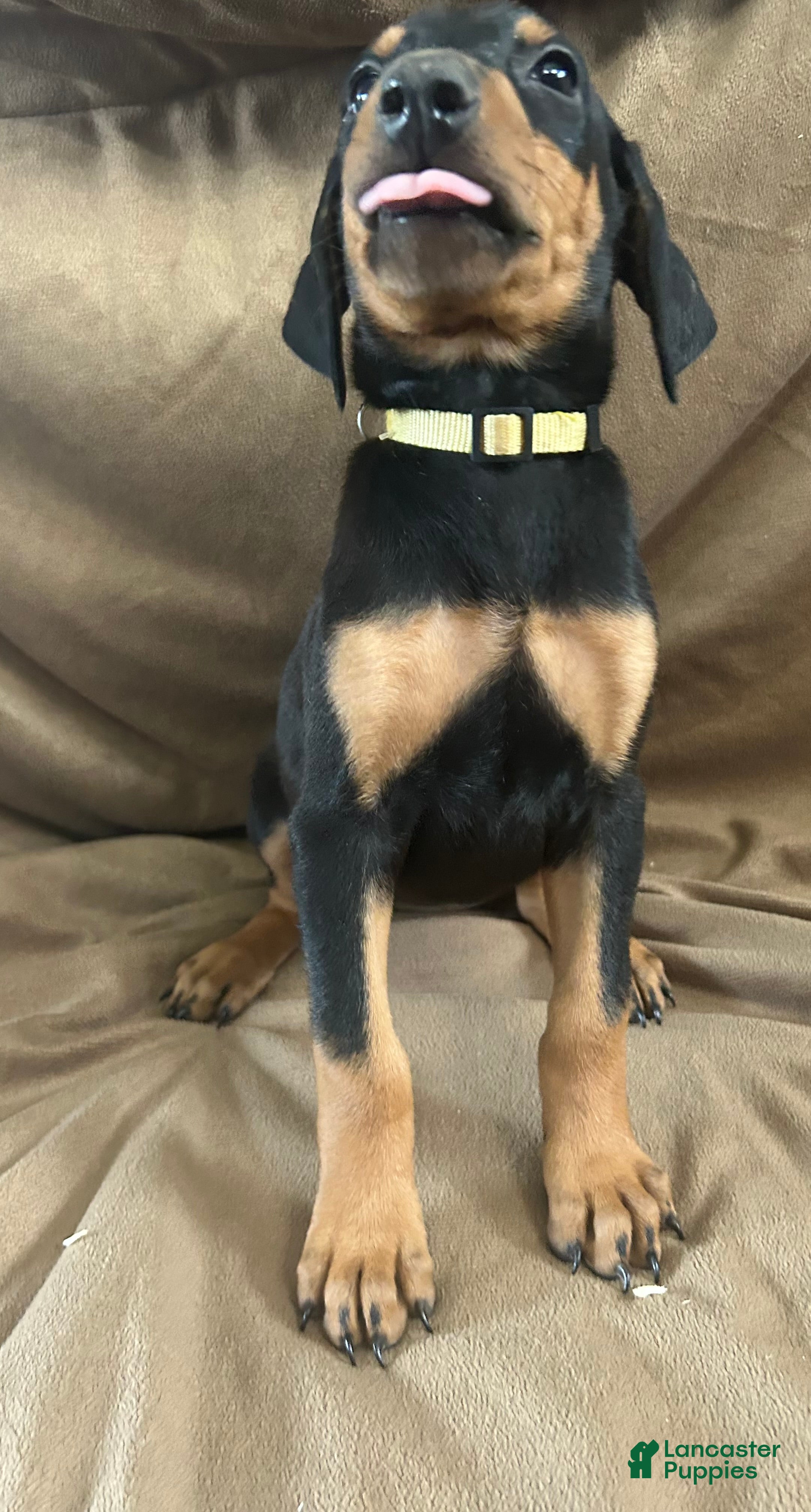 Doberman Pinscher dogs Yellow Collar  - Ad 1