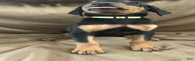 Yellow Collar 