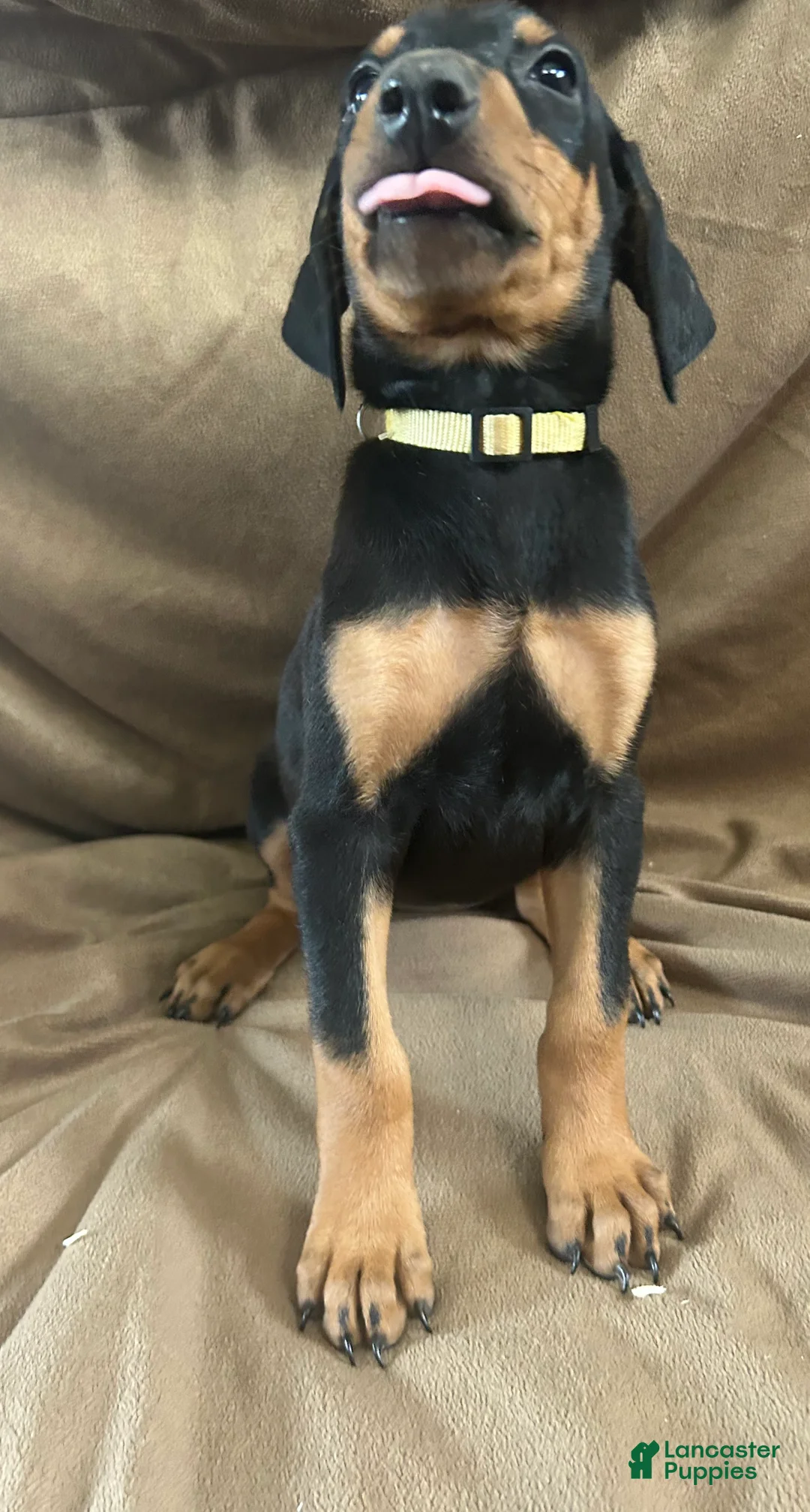 Doberman Pinscher dogs for sale: Yellow Collar  - Ad 1