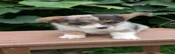 Welsh Corgi Pembroke dogs for sale: Jax - Ad 7