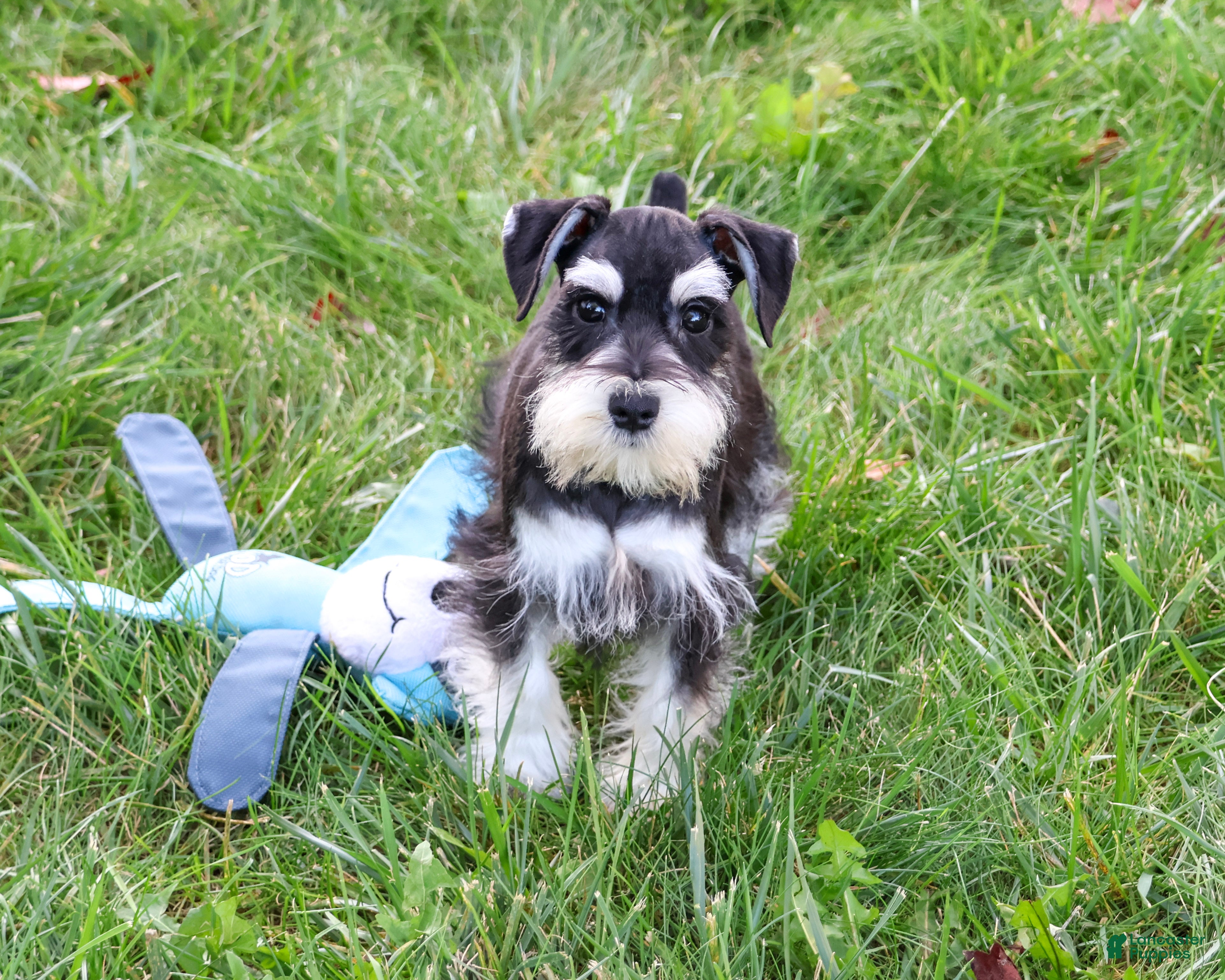 Miniature Schnauzer dogs Jacob - Ad 7