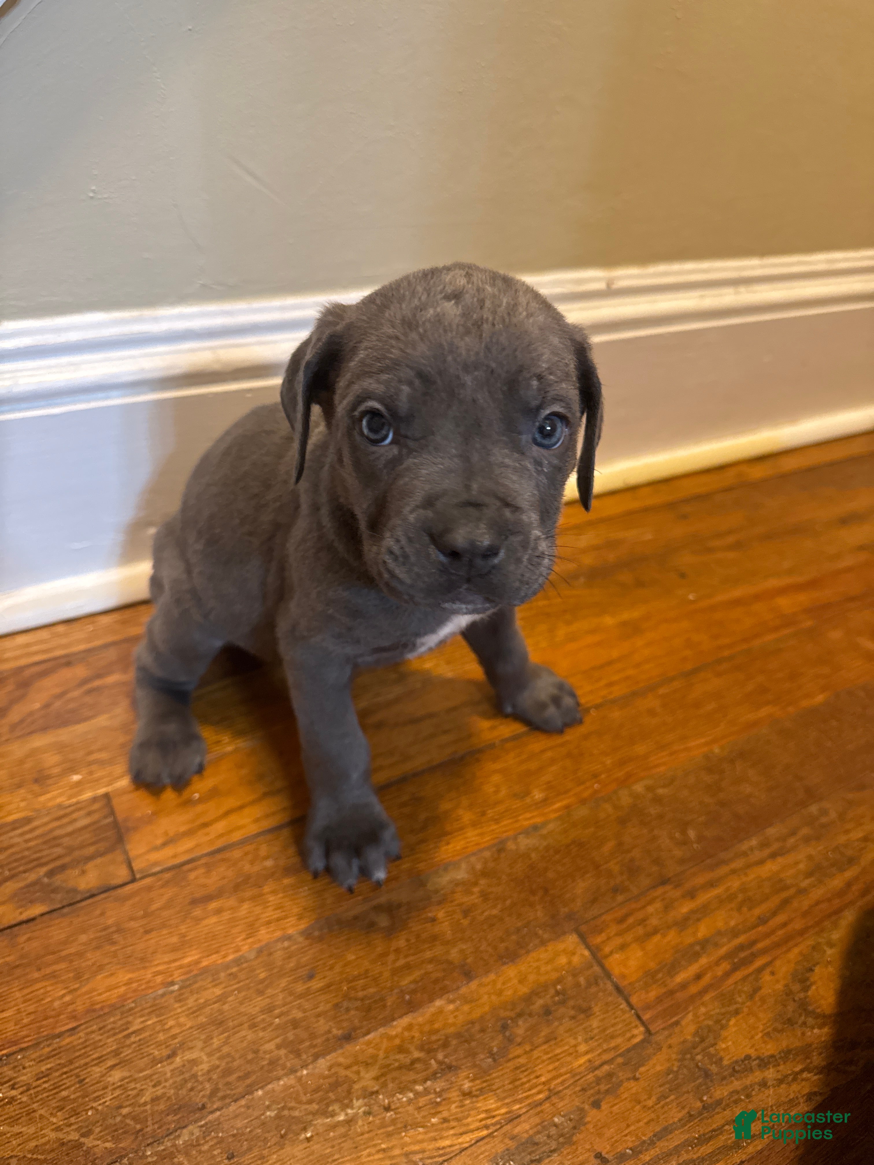 Cane Corso dogs for sale: Cane Corso Puppy 10 - Ad 4