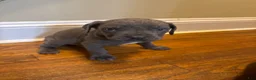 Cane Corso dogs for sale: Cane Corso Puppy 10 - Ad 1