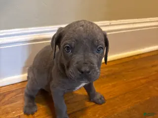 Cane Corso dogs for sale: Cane Corso Puppy 10 - Ad 4
