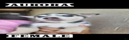 Siberian Husky dogs for sale: Blaze - Ad 4