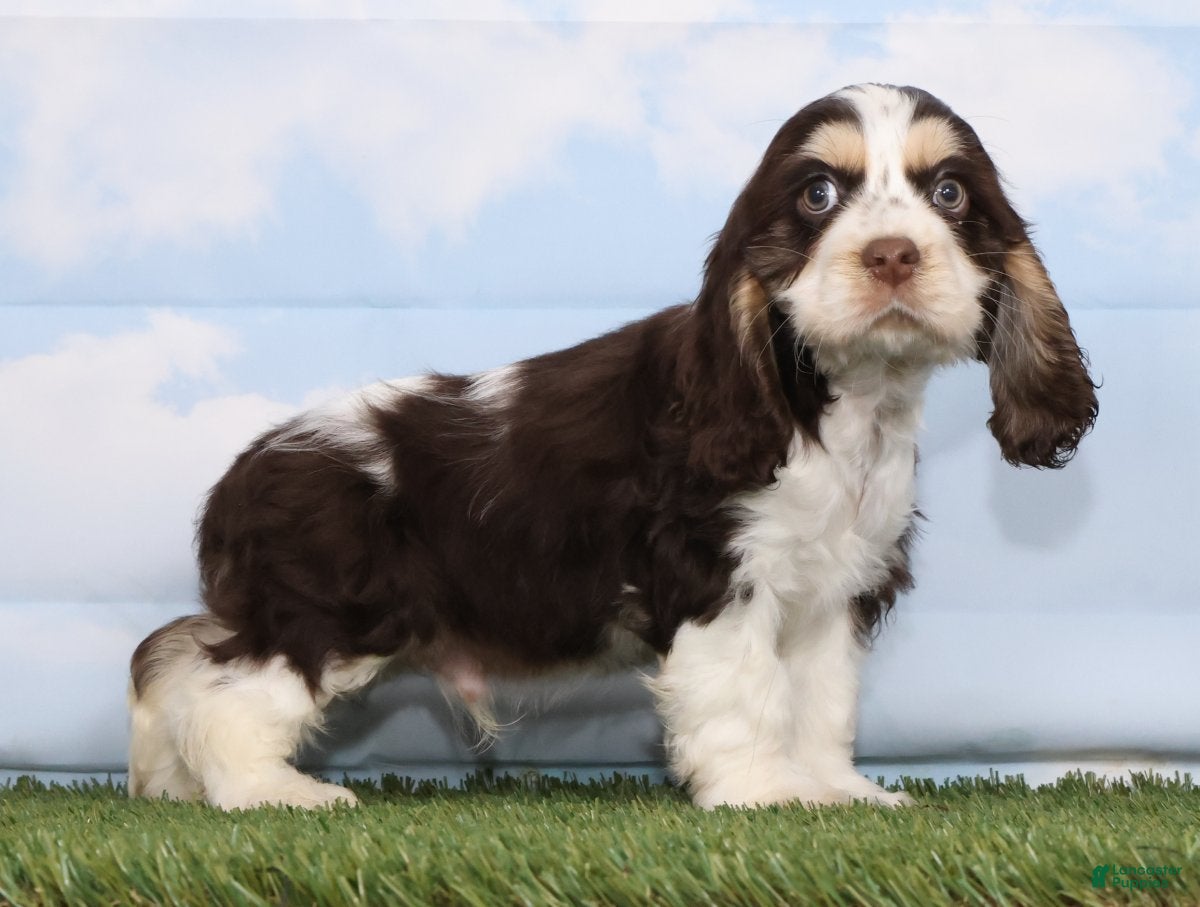 Cocker Spaniel dogs Chico - Ad 1