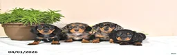 Miniature Dachshund dogs for sale: Precious - Ad 5