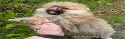 Pomeranian dogs for sale: NYX - F - Ad 9