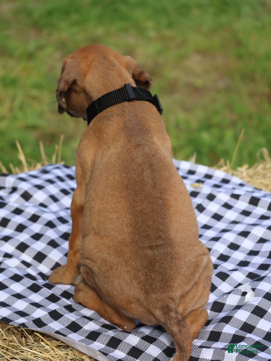 Rhodesian Ridgeback dogs for sale: Juniper - Ad 5