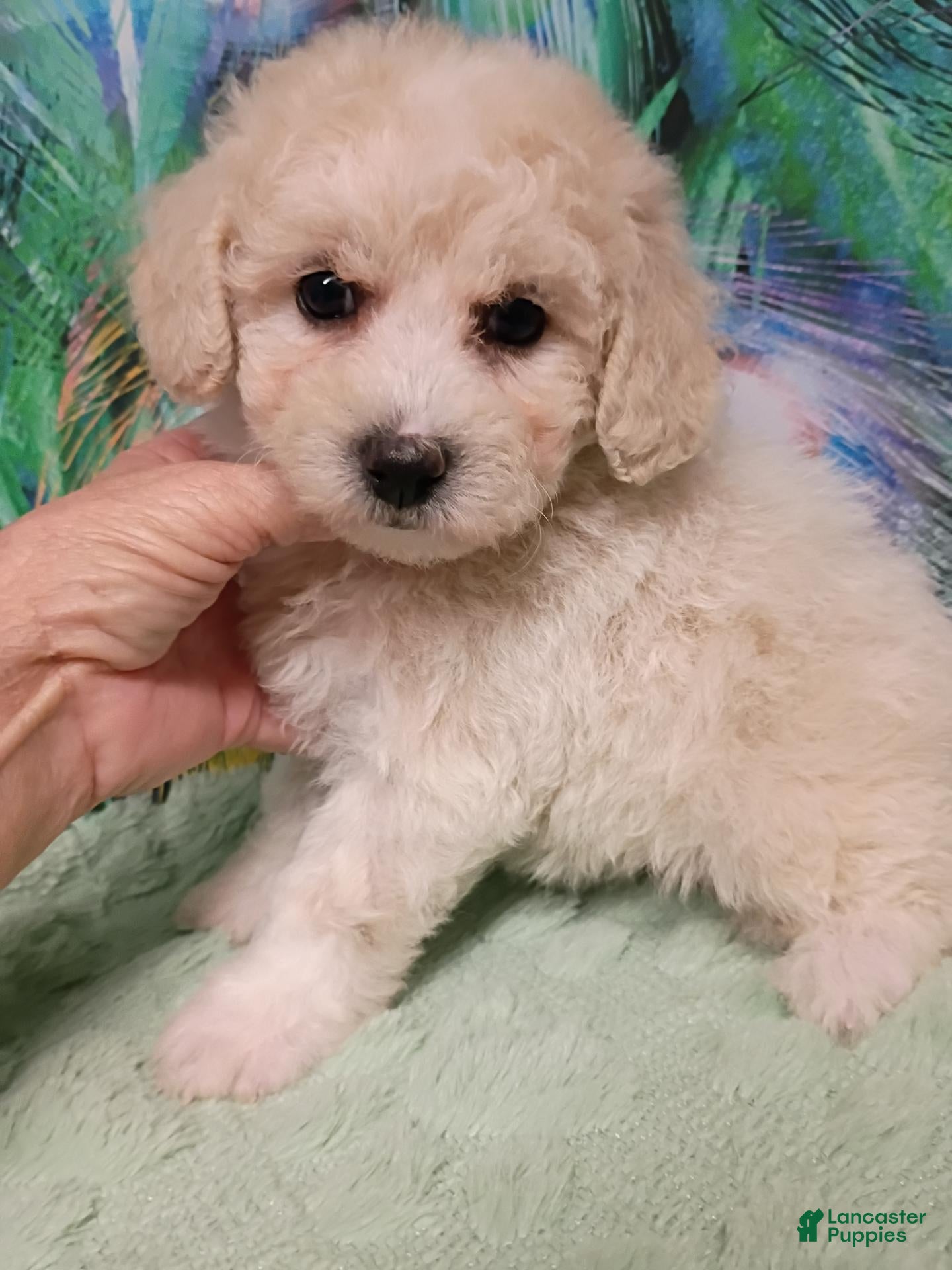 Bichpoo dogs for sale: Angel  - Ad 1