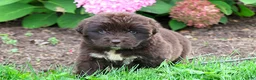 Newfoundland dogs for sale: Talia - Ad 5