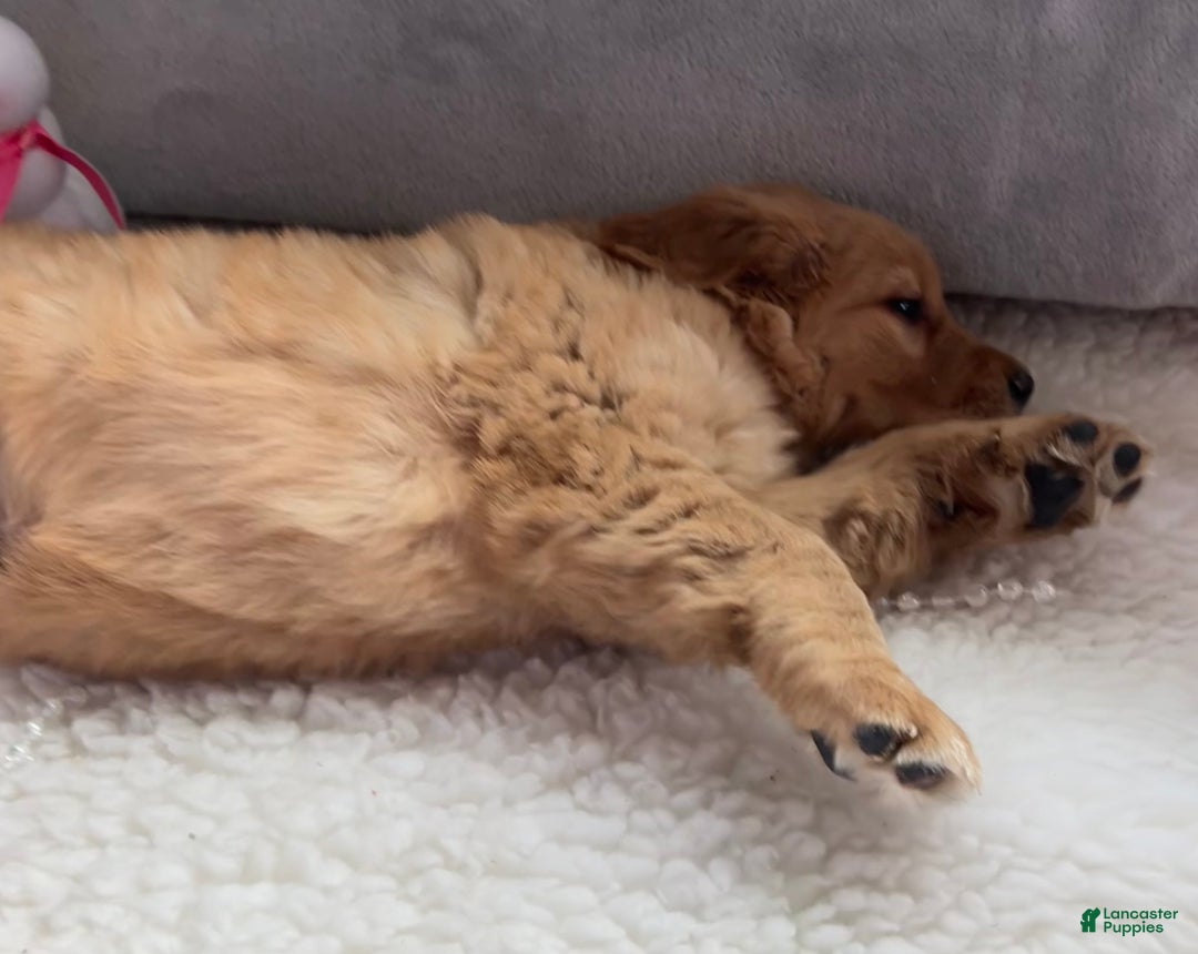 Golden Retriever dogs for sale: Belle - Ad 5