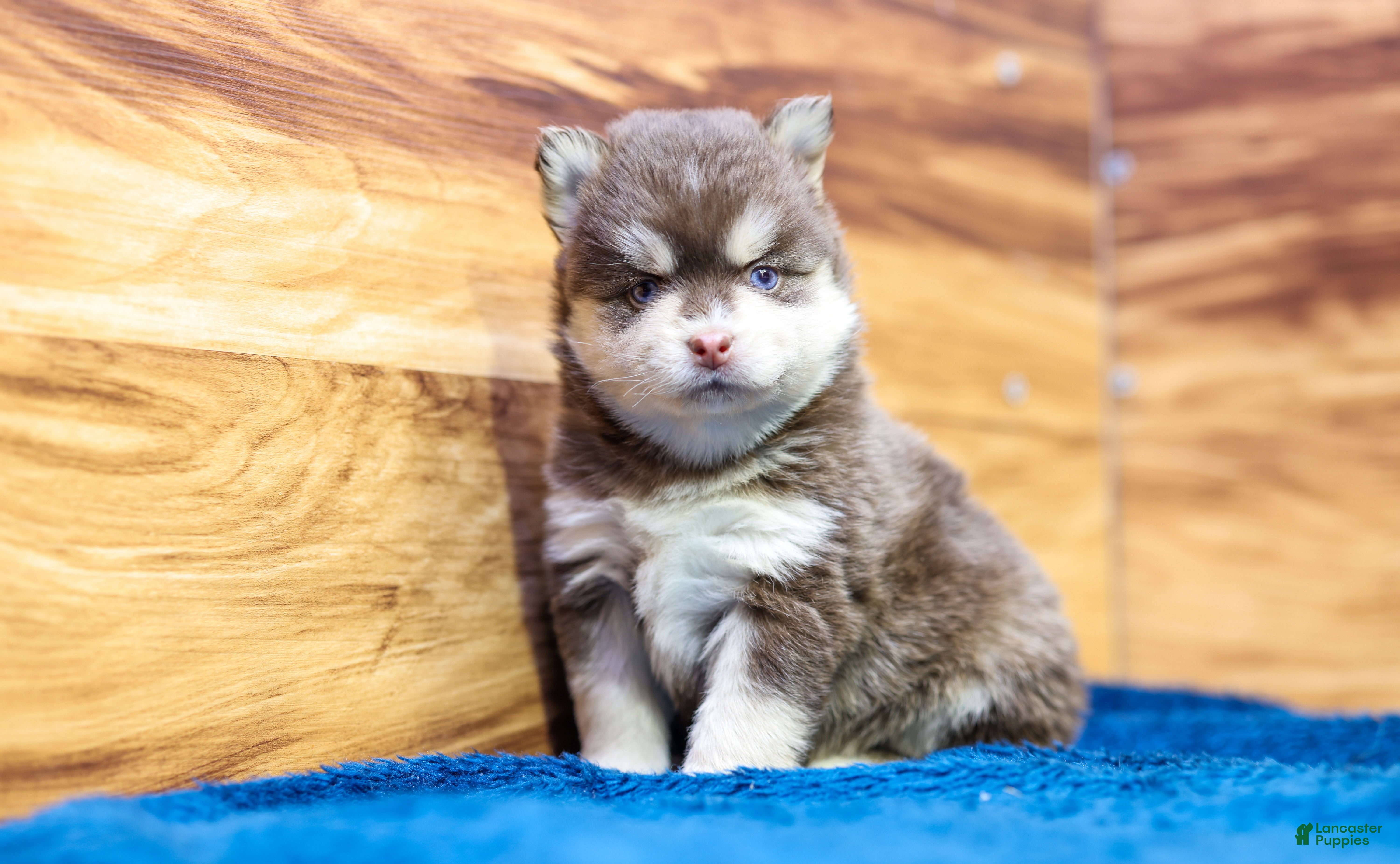 Pomsky dogs Cinnamon - Ad 3