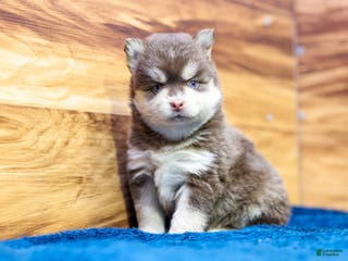 Pomsky dogs Cinnamon - Ad 1