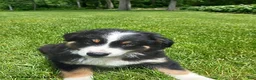 Miniature Australian Shepherd dogs for sale: Polly - Ad 3
