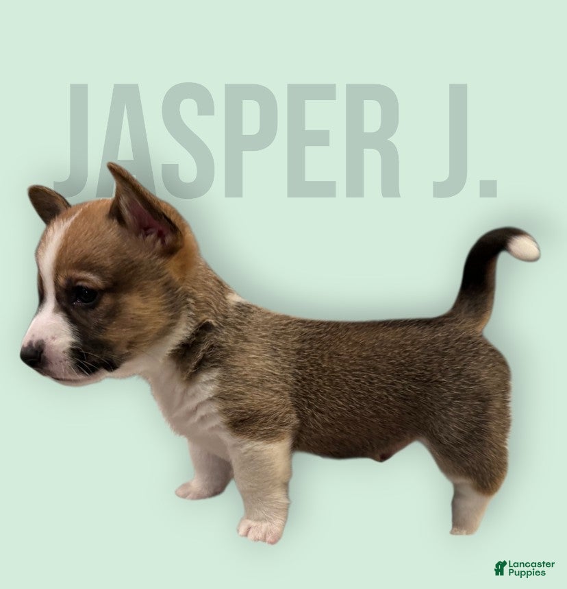 Mixed Breed dogs Jasper - Ad 35