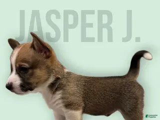 Mixed Breed dogs Jasper - Ad 35