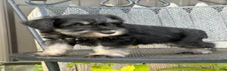 Miniature Schnauzer dogs for sale: Thelma Miniature Schnauzer  - Ad 14