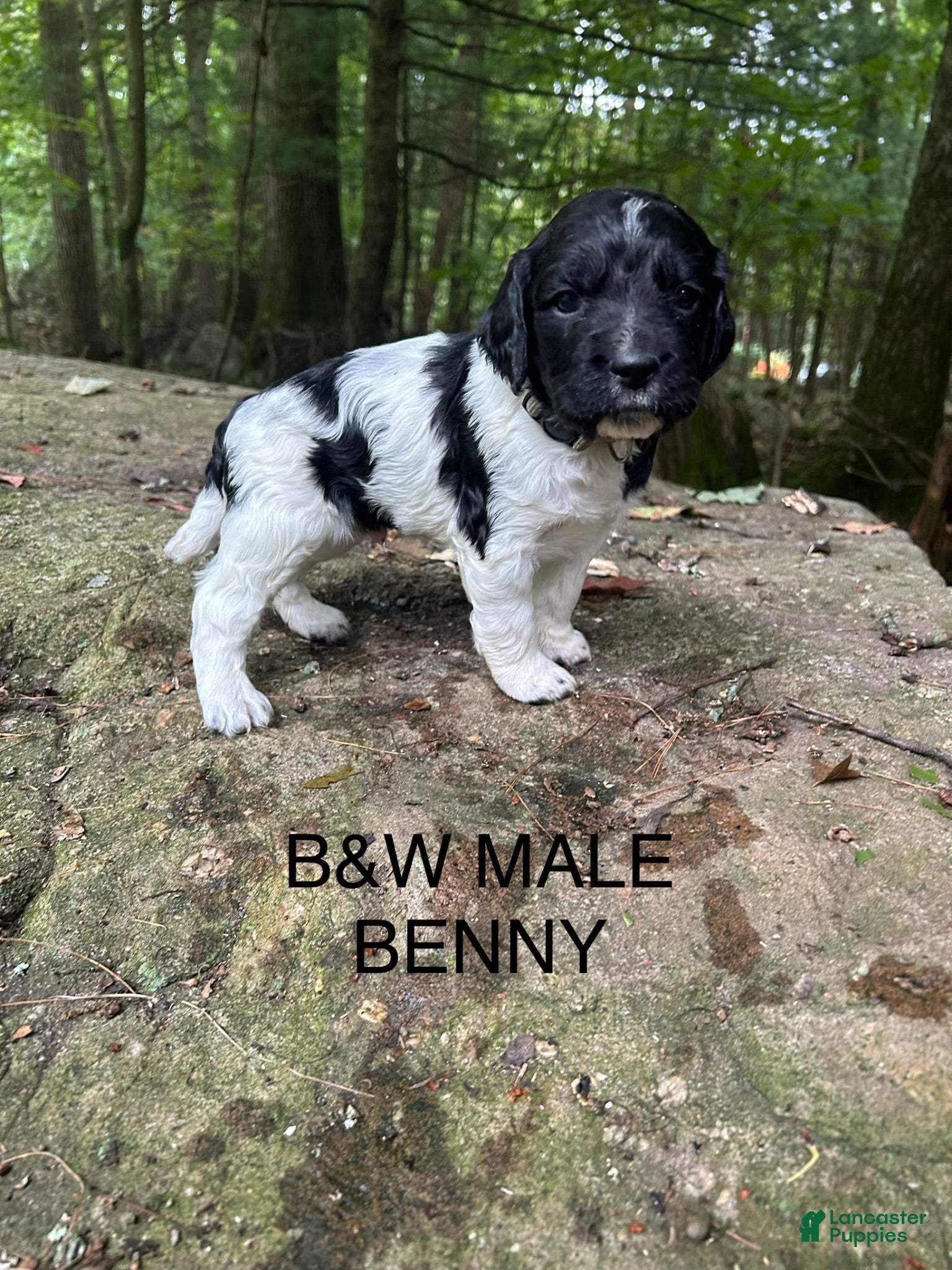 English Springer Spaniel dogs English Springer Spaniel 6 - Ad 1