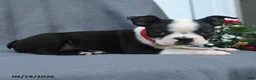 Boston Terrier dogs for sale: Ovalteen - Ad 3
