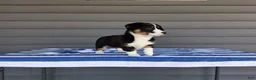 Welsh Corgi Pembroke dogs for sale: Della - Ad 4