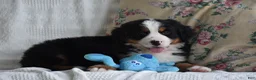 Bernese Mountain Dog dogs for sale: Bernard  - Ad 12