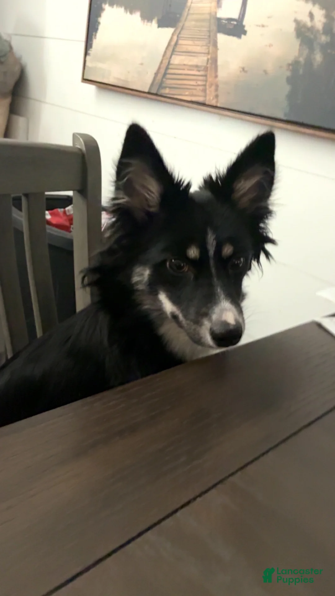 Pomsky dogs for sale: Pomsky 3 - Ad 4