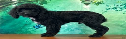 Cockapoo dogs for sale: Cowboy - Ad 3