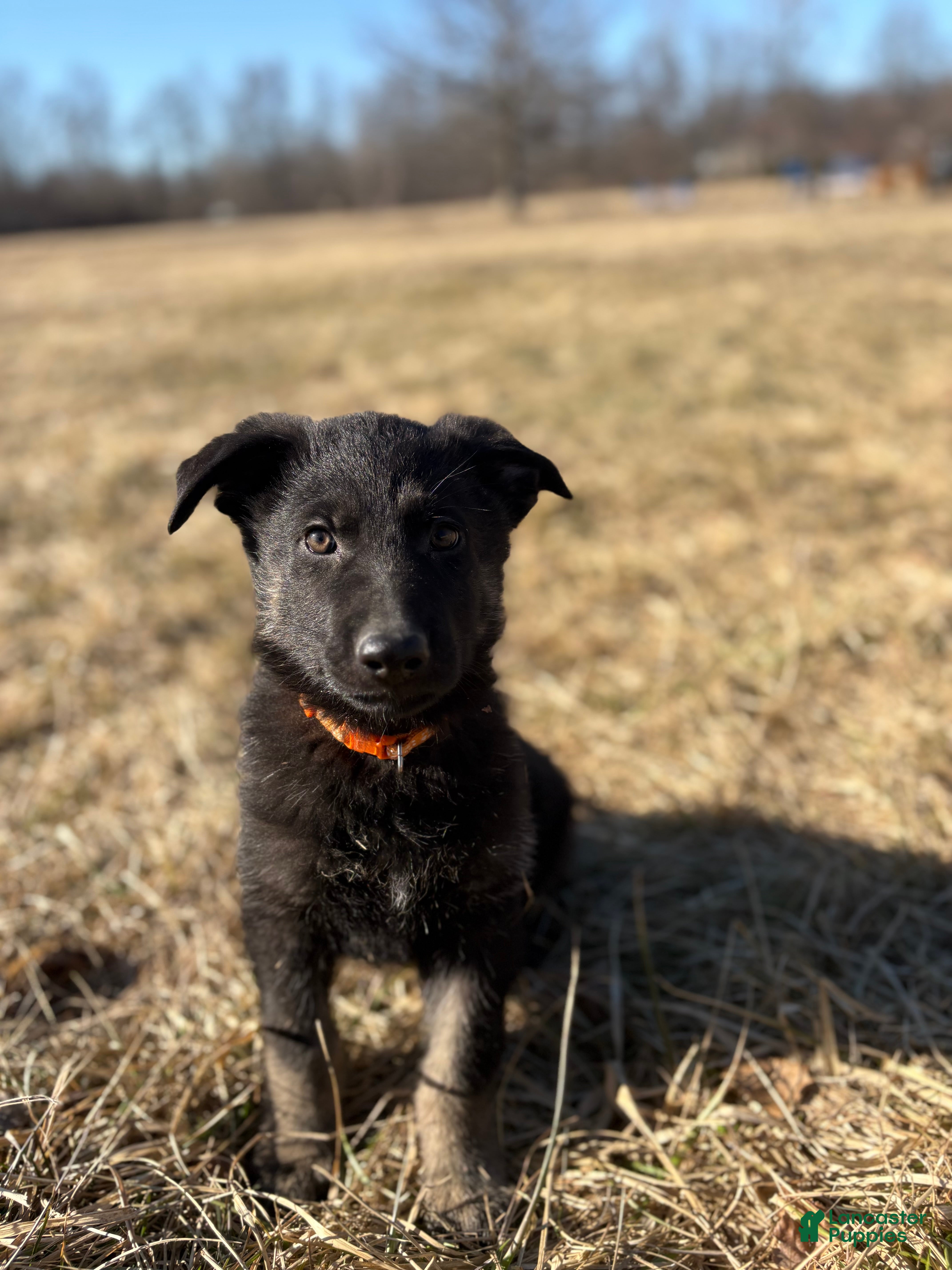 German Shepherd dogs Orange Collar Male 12-30 - Ad 32