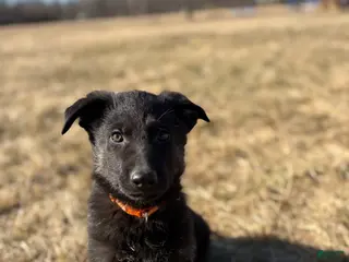 German Shepherd dogs Orange Collar Male 12-30 - Ad 32