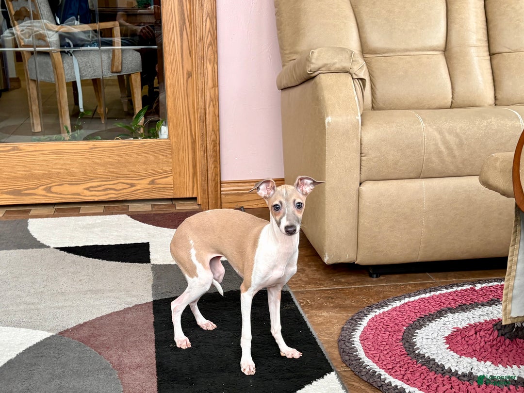 Italian Greyhound dogs for sale: Italian Greyhound Puppy 2 - Ad 12
