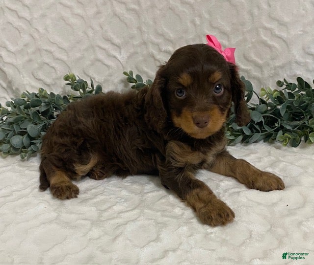 Cavapoo dogs Lexi - Ad 1